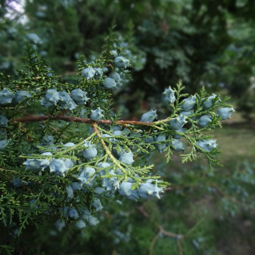 Cupressus (čempres) 14 cm – 35 L | Vrtni centar Flora