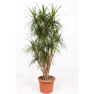 Dracaena marginata FI 11-35 | Vrtni centar Flora