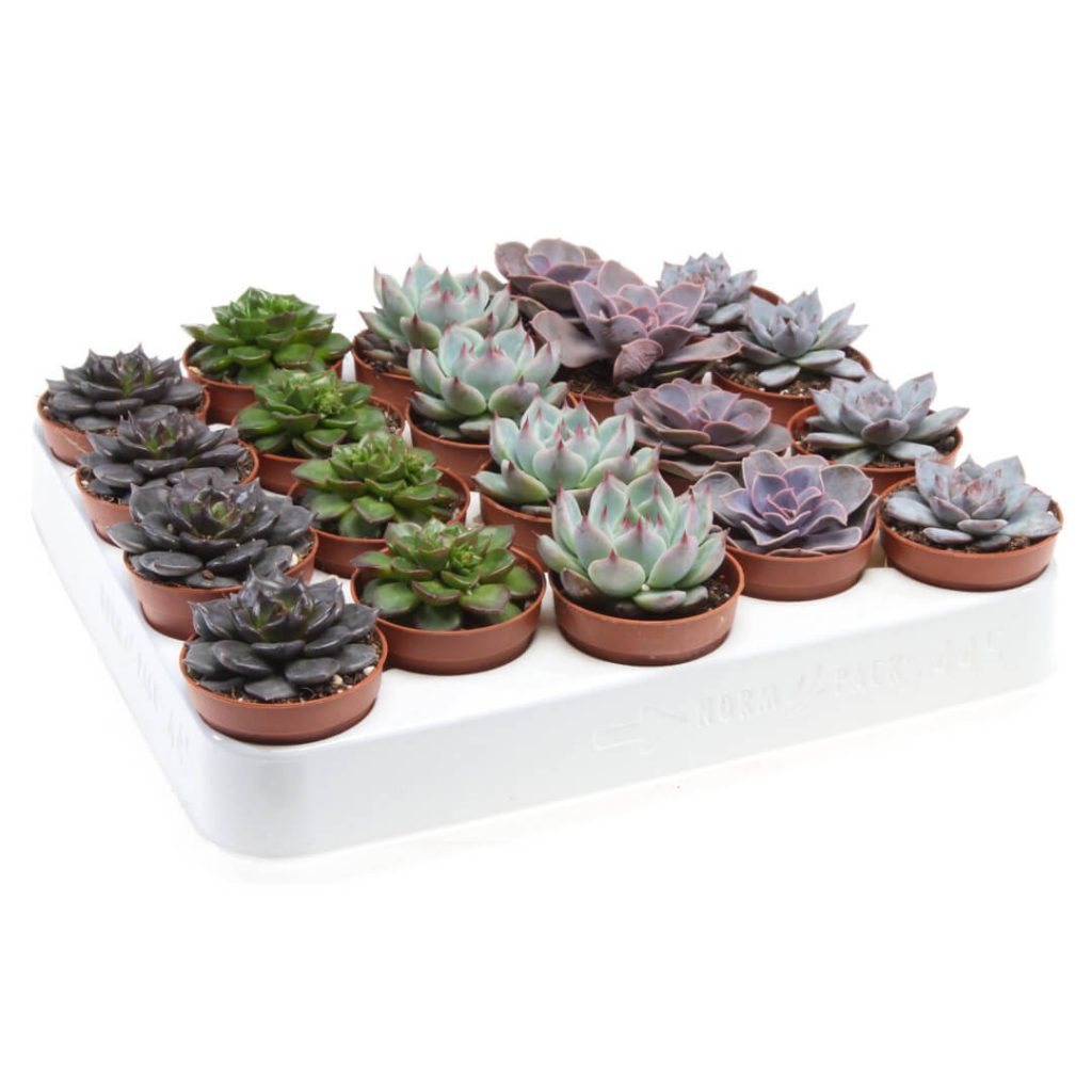 Echeveria mix FI 621 Vrtni centar Flora
