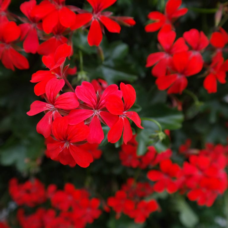Trgovina | Vrtni centar Flora